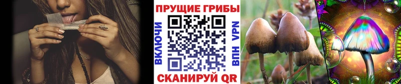 Псилоцибиновые грибы мицелий Заволжск